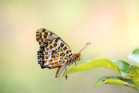 Black edges and marking leopard butterflyの写真素材