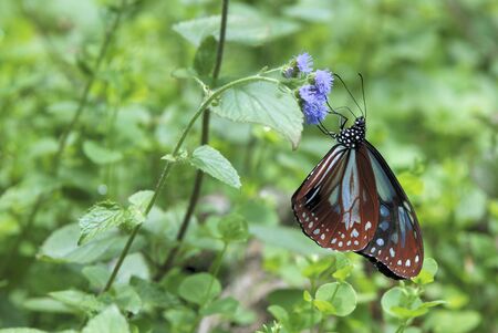 Butterfly from the Taiwan (Blue Tiger) Blue Tiger butterfly