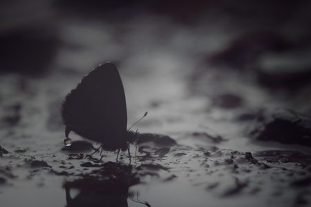 Butterfly from the Taiwan (Orthomiella rantaizana) Una rantaizana butterfly in waterの写真素材