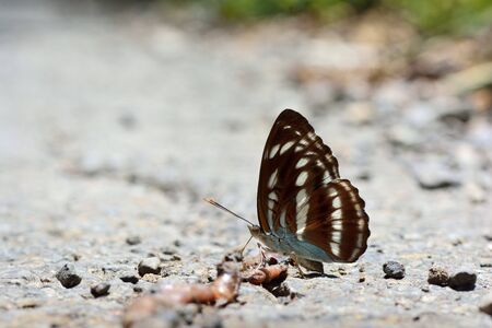 Butterfly from the Taiwan ((Athyma selenophora) Small three-line tape butterflyの写真素材