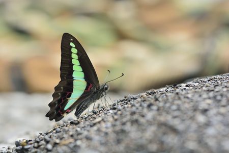 Butterfly from the Taiwan (Graphium sarpedon connectens) Green tape butterfly in waterの写真素材