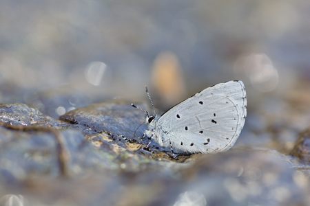 Butterfly from the Taiwan (Celastrina sugitanii shirozui) Cedar Valley Glass butterfly in waterの写真素材