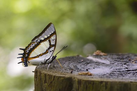 Butterfly from the Taiwan (Polyura eudamippus formosana) Two-tailed butterflyの写真素材