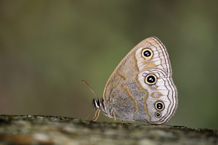 Butterfly from the Taiwan (Palaeonympha opalina macrophthalmia Fruhstorfer) Silver Snake Head Butterflyの写真素材