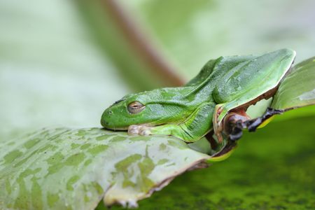 Green Treefrog (Rhacophorus moltrechti) is Taiwan's endemic species