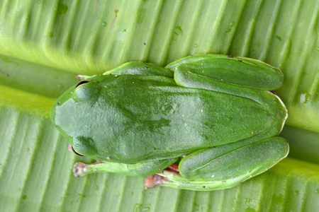 Green Treefrog (Rhacophorus moltrechti) is Taiwan's endemic species