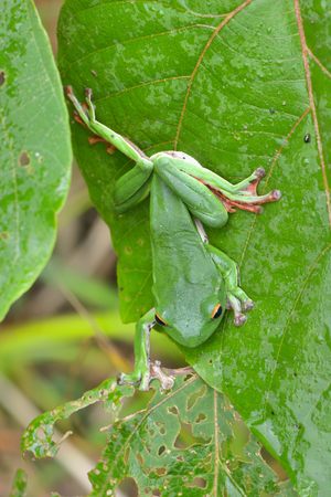 Green Treefrog (Rhacophorus moltrechti) is Taiwan's endemic species