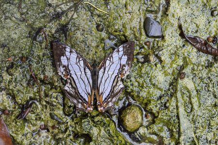 Butterfly from the Taiwan (Cyrestis thyodamas formosana) Map butterflyの写真素材