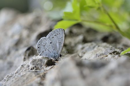 Butterfly from the Taiwan (Celastrina lavendularis himilco) Puli glass small gray butterfly in waterの写真素材