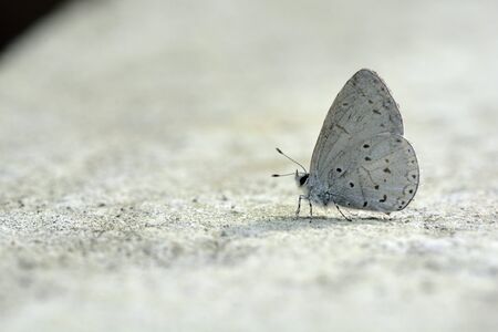 Butterfly from the Taiwan (Udara dilecta) Udara dilecta little butterflyの写真素材