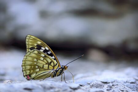 Butterfly from the Taiwan (Sasakia charonda) Large purple butterfly in waterのeditorial素材