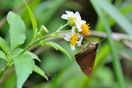 Butterfly from the Taiwan (Caltoris cahira austeni) Black lines get butterflyの写真素材