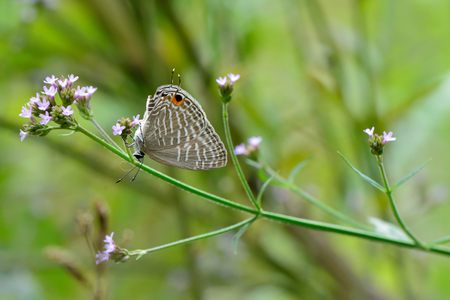 Butterfly from the Taiwan (Jamides alecto dromicus Fruhstorfer) White corrugated little gray butterflyの写真素材