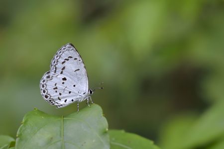 Butterfly from the Taiwan (Acytolepsis puspa myla) Taiwan Glass small gray butterflyの写真素材