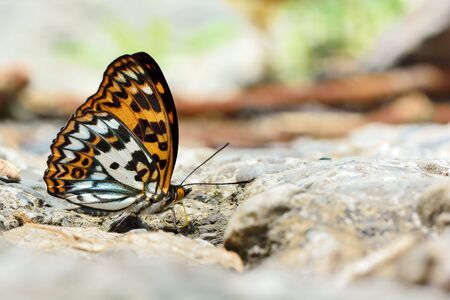 Butterfly from the Taiwan (Sephisa daimio) Baiqun macular butterfly in water