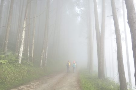 Fog in the forest on Mount the source of the Luoshan forest Road, Taiwan.の写真素材