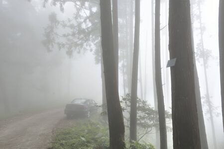 Fog in the forest on Mount the source of the Luoshan forest Road, Taiwan.の写真素材