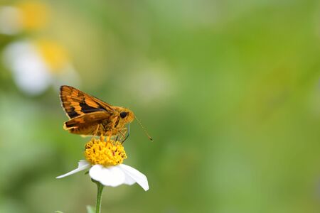 Red Bamboo hesperiids butterflyの写真素材