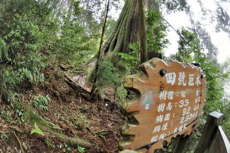 Tree in a forest, Forest in Shei-Pa National Park on Hsinchu, Taiwanの写真素材