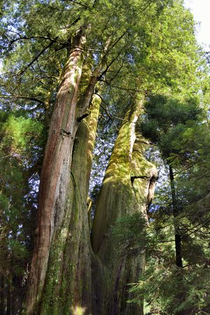 Tree in a forest, Forest in Shei-Pa National Park on Hsinchu, Taiwan