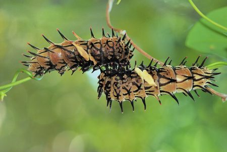 Butterfly catterpillar Catterpillar of Taiwan (Troides aeacus formosanus Rothschild) Yellow clothing...