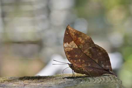 Butterfly from the Taiwan (Kallima inachus) Leaf butterflyの写真素材