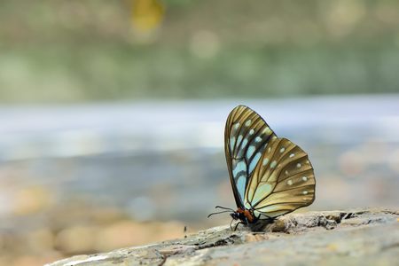 Taiwan butterfly (Calinaga buddha formosana) natural soil water suction