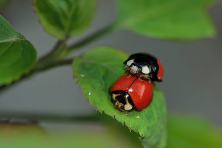 Ladybug A Ladybug / Ladybird clinging to some grass.の写真素材