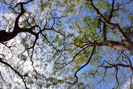 Tree / Tsinghua University campus landscape in the Hsinchu, Taiwan