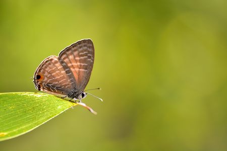 Butterfly (Jamides alecto dromicus) White corrugated butterflyの写真素材
