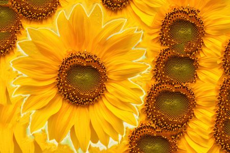 yellow sunflowerの写真素材