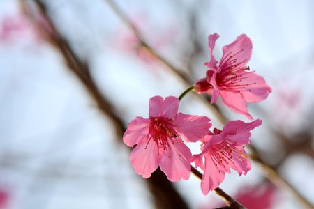 cherry blossomsの写真素材