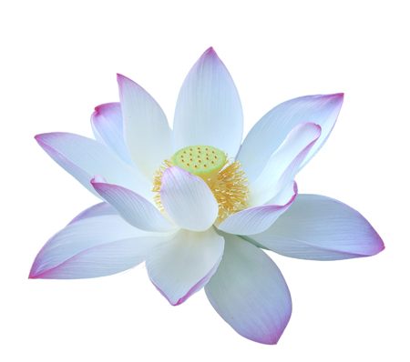 water lily flower (lotus) on White backgroundの写真素材