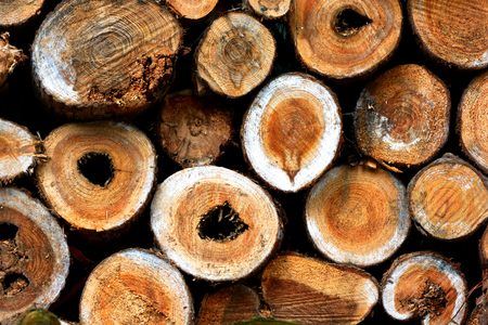 Taiwan alpine fir wood textureの写真素材