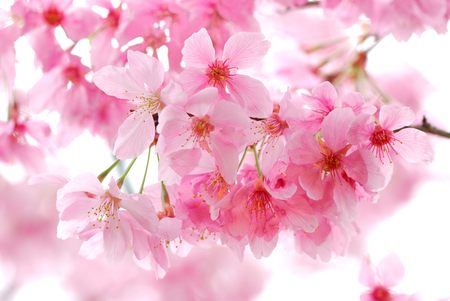 Full bloom cherry blossoms in Taiwanの写真素材