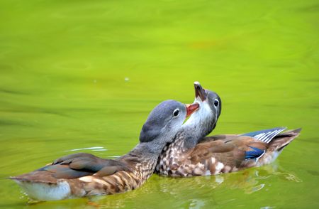 The female Mandarin Duck (Aix galericulata)の写真素材