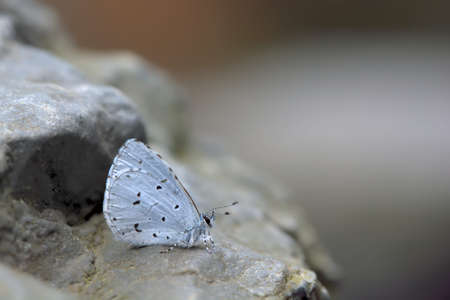 Butterfly from the Taiwan (Celastrina sugitanii shirozui) Cedar Valley Glass butterfly in waterの写真素材