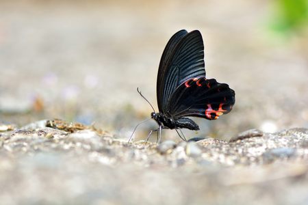 Butterfly from the Taiwan (Papilio protenor amaura) Black butterfly in waterの写真素材