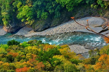 Tree and streamの写真素材