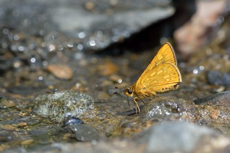 Butterfly from the Taiwan (Ochlodes niitakanus) Taiwan ocher butterflyの写真素材