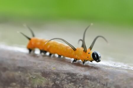 Butterfly larvae (Euploea sylvester swinhoei Wallace & Moore, 1866) Double standard purple butterfly.の写真素材