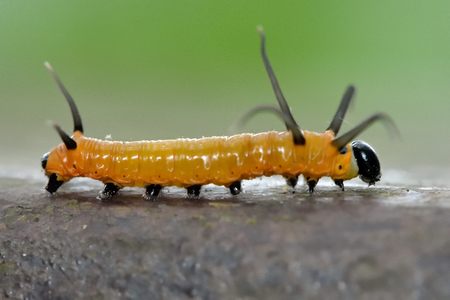 Butterfly larvae (Euploea sylvester swinhoei Wallace & Moore, 1866) Double standard purple butterfly.の写真素材