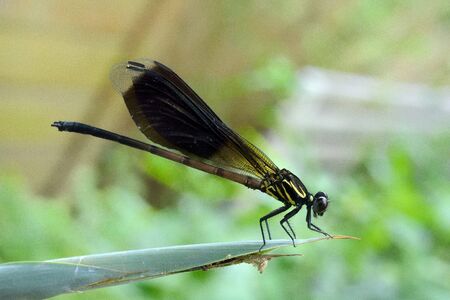 Taiwan dragonfly, Unripe females (Euphaea formosa Hagen)の写真素材
