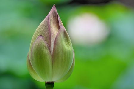 Pink water lily flower (lotus)の写真素材