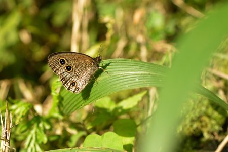 Butterfly from the Taiwan (Ypthima multistriataButler) Taiwan ripple butterflyの写真素材