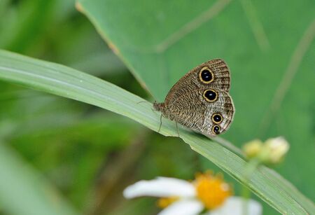 Butterfly from the Taiwan (Ypthima multistriataButler) Taiwan ripple butterflyの写真素材