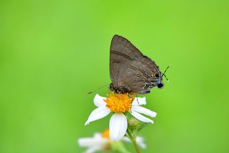 Butterfly from the Taiwan (Rapa varuna formosana) Swallow gray butterflyの写真素材