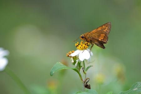 Butterfly from the Taiwan (Telicota ohara subsp. Formosana Fruhstorfer) Red Bamboo hesperiids butterflyの写真素材
