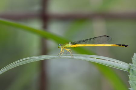 Green Sprite (Ceriagrion fallax fallax Ris)の写真素材