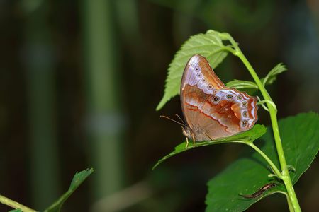 Butterfly from the Taiwan (Lethe verma) Female brown butterflyの写真素材
